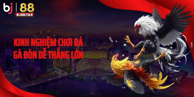 Kinh nghiệm chơi đá gà đòn dễ thắng lớn