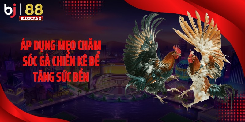 Áp dụng mẹo chăm sóc gà chiến kê để tăng sức bền