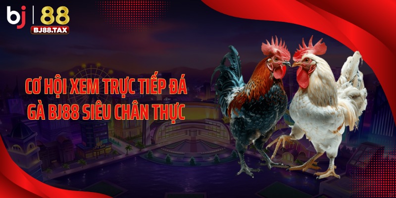 Cơ hội xem trực tiếp đá gà BJ88 siêu chân thực