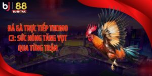 Đá Gà Trực Tiếp Thomo C3