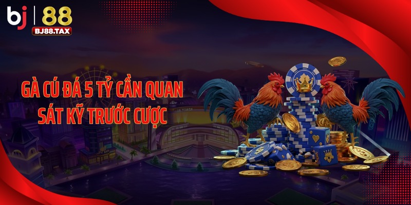 Gà cú đá 5 tỷ cần quan sát kỹ trước cược