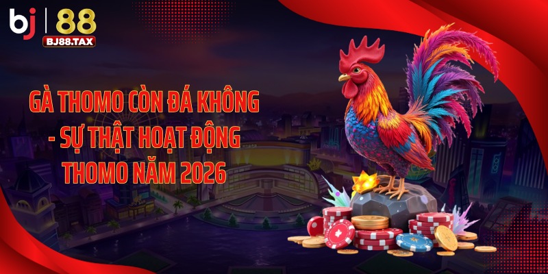 Gà Thomo Còn Đá Không