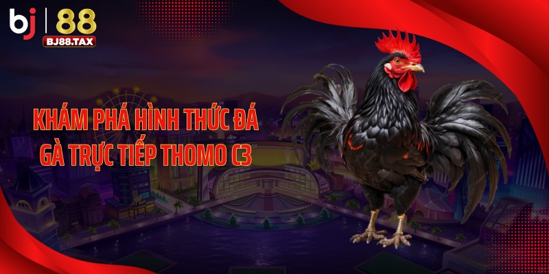 Khám phá hình thức đá gà trực tiếp thomo C3