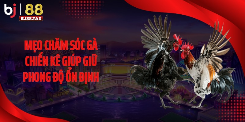 Mẹo chăm sóc gà chiến kê giúp giữ phong độ ổn định