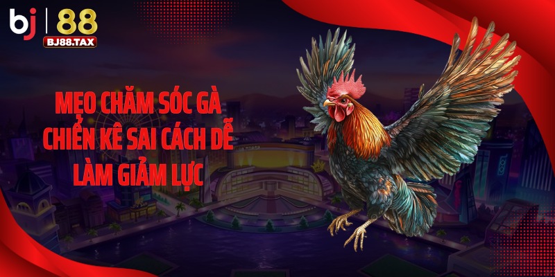 Mẹo chăm sóc gà chiến kê sai cách dễ làm giảm lực