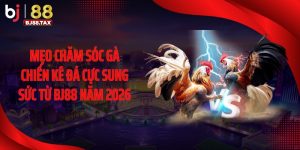 Mẹo Chăm Sóc Gà Chiến Kê