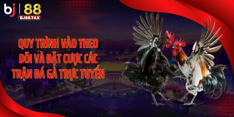 Quy trình vào theo dõi và đặt cược các trận đá gà trực tuyến