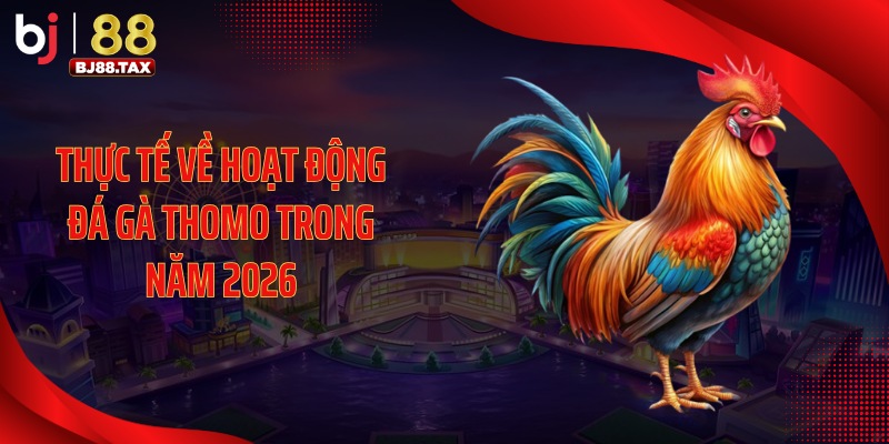 Thực tế về hoạt động đá gà Thomo trong năm 2026